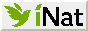 inaturalist badge