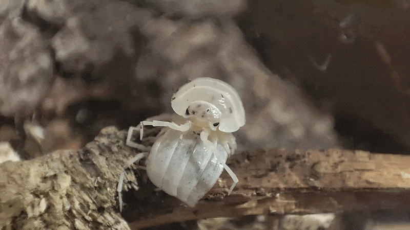 isopod munching