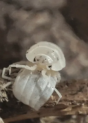 isopod munching