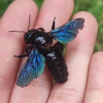 carpenter bee