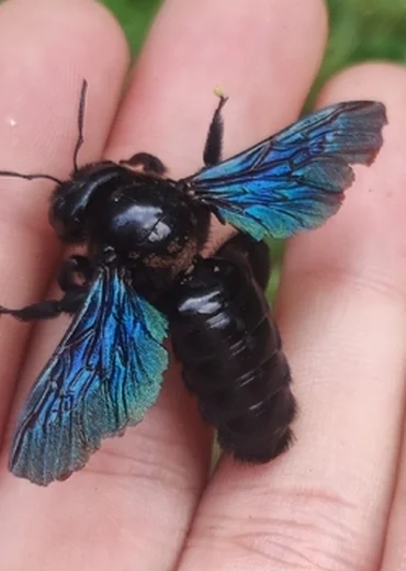 carpenter bee