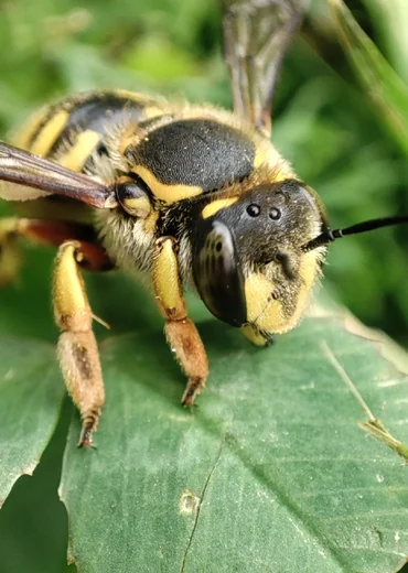 woodcarder bee