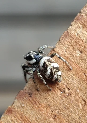 zebra jumpingspider