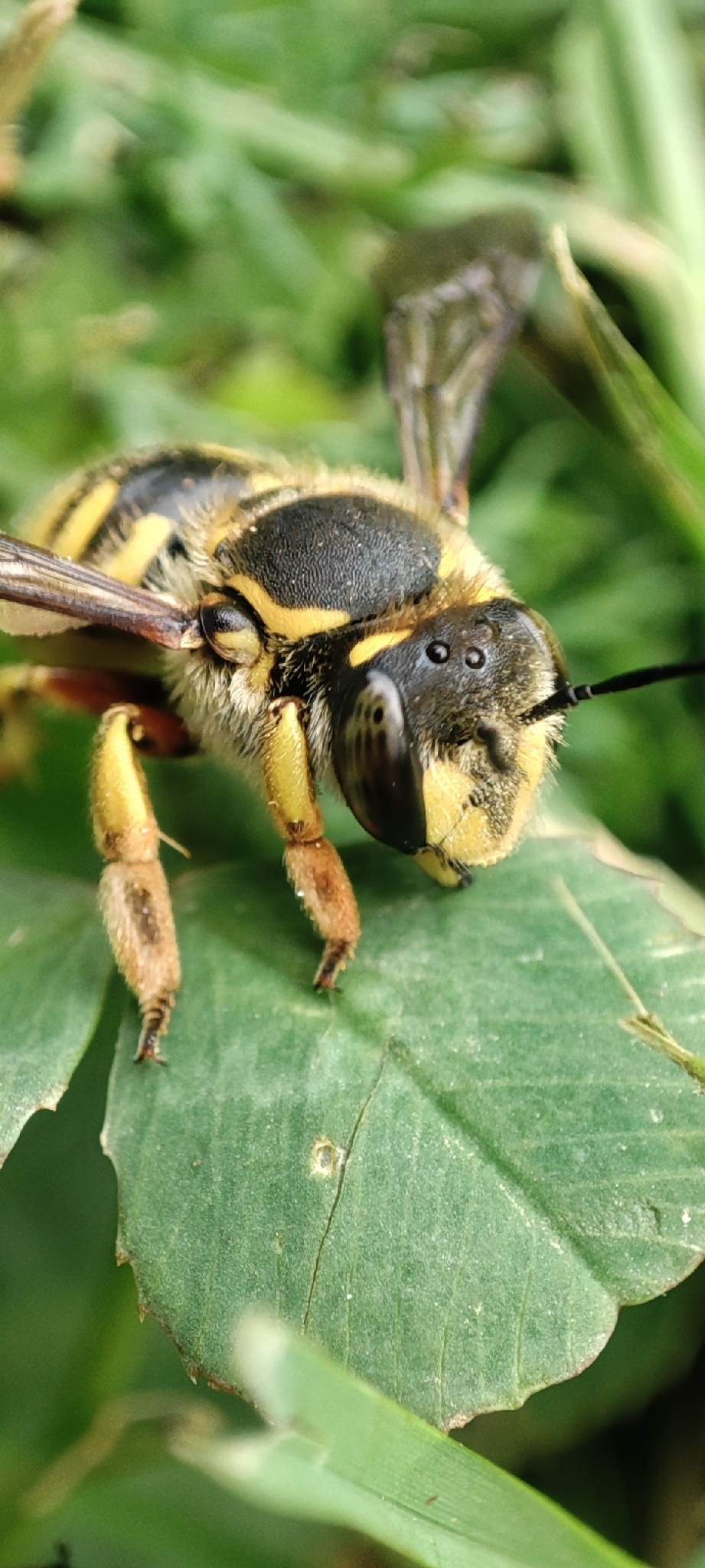 woodcarder bee