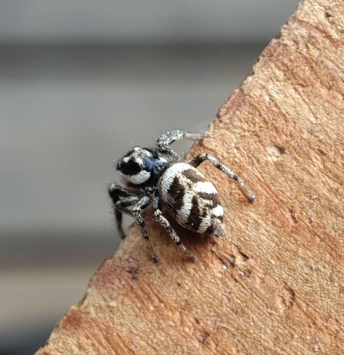 zebra jumpingspider